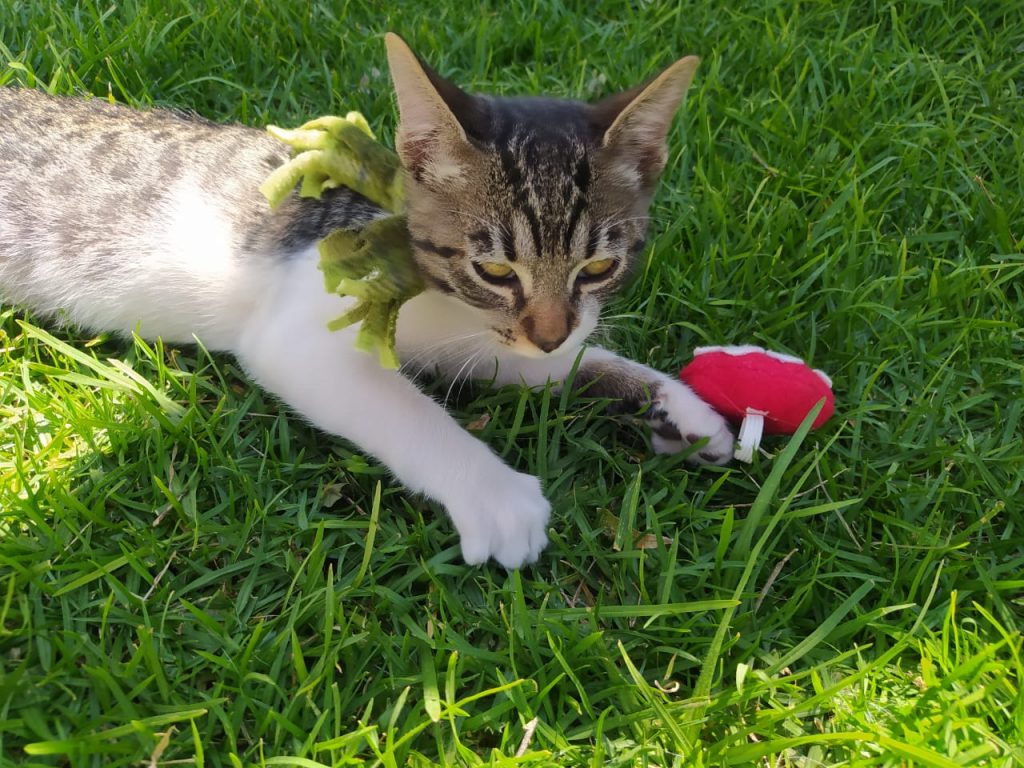 ANUNCIA MUNICIPIO ÚLTIMAS ESTERILIZACIONES DE JUNIO EN EL QUIRÓFANO VETERINARIO MÓVIL