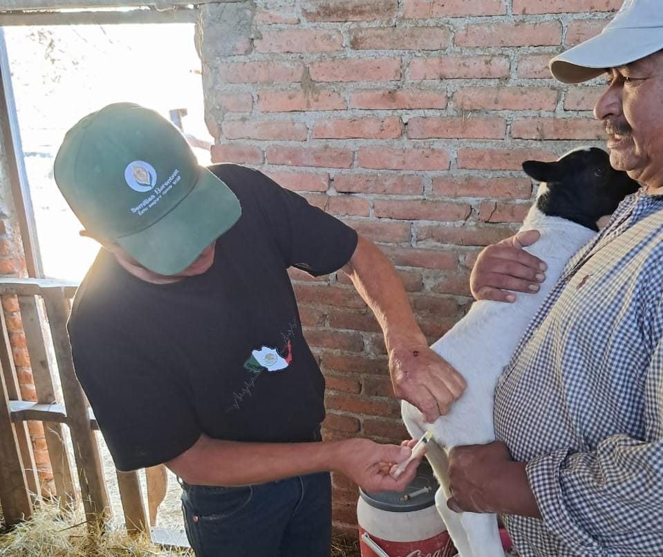 EMPRENDEN ACCIONES PARA LA SALUD DEL HATO OVINO EN JESÚS MARÍA